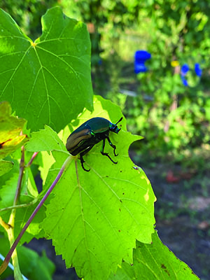 Fig. 06: Photograph of an adult green June beetle on a grape leaf.